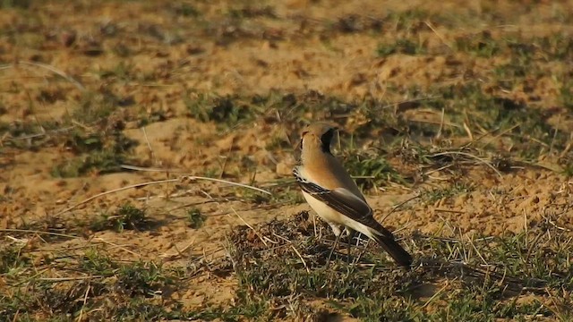 Desert Wheatear - ML617123790