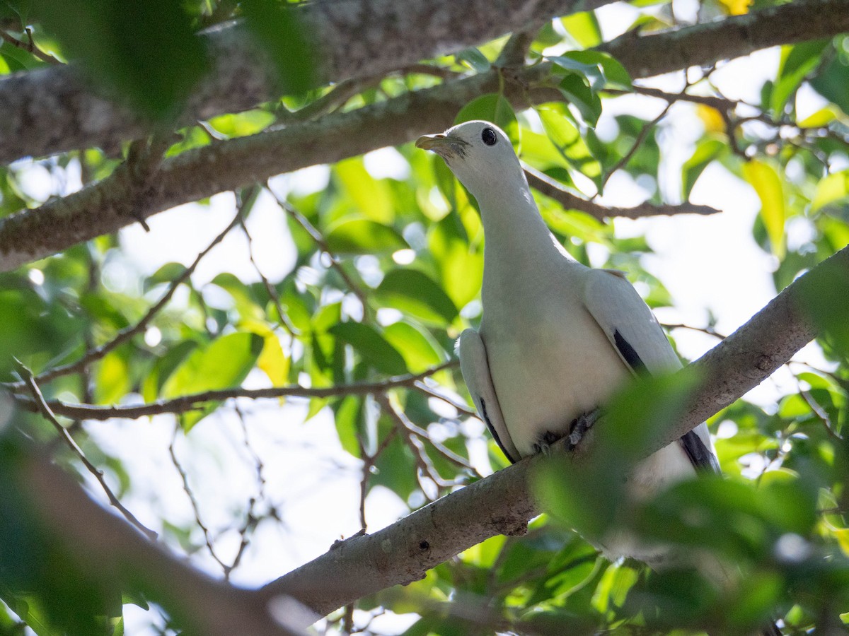 Torresian Imperial-Pigeon - ML617123792