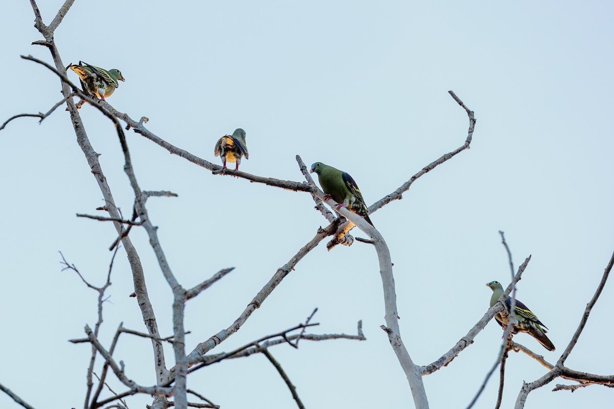 Thick-billed Green-Pigeon - ML617123794