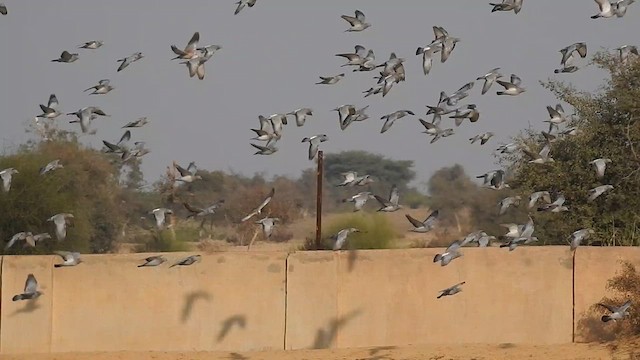 Yellow-eyed Pigeon - ML617123813