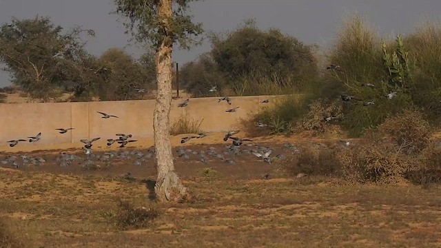 Yellow-eyed Pigeon - ML617123818