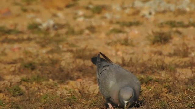 Yellow-eyed Pigeon - ML617123819