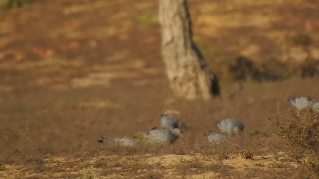 Yellow-eyed Pigeon - ML617123821