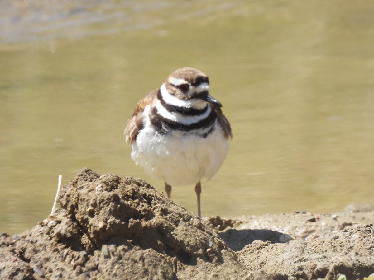 Killdeer - Dana Cox