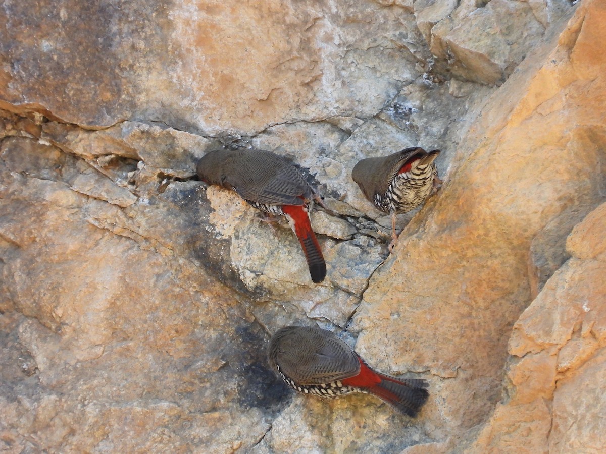 Red-eared Firetail - ML617123888