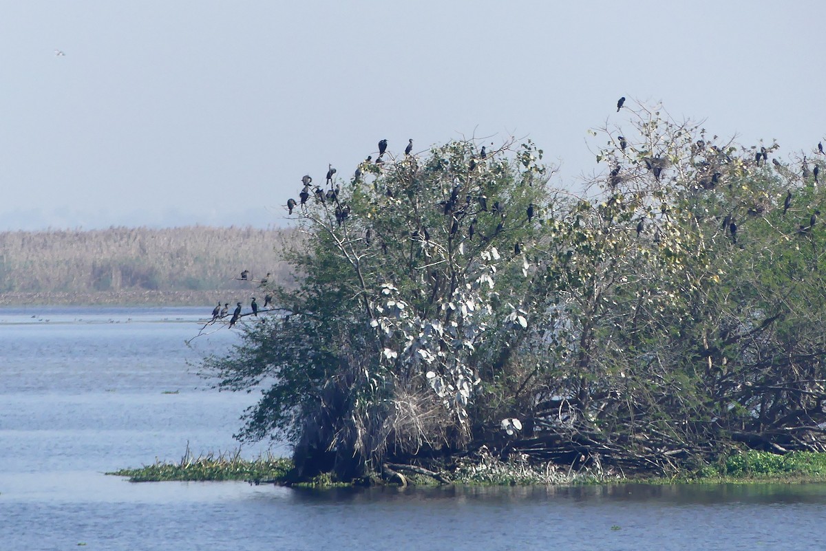 Little Cormorant - Gurpartap Singh