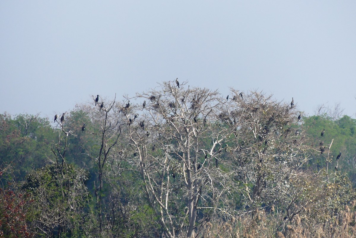 Great Cormorant - ML617123952