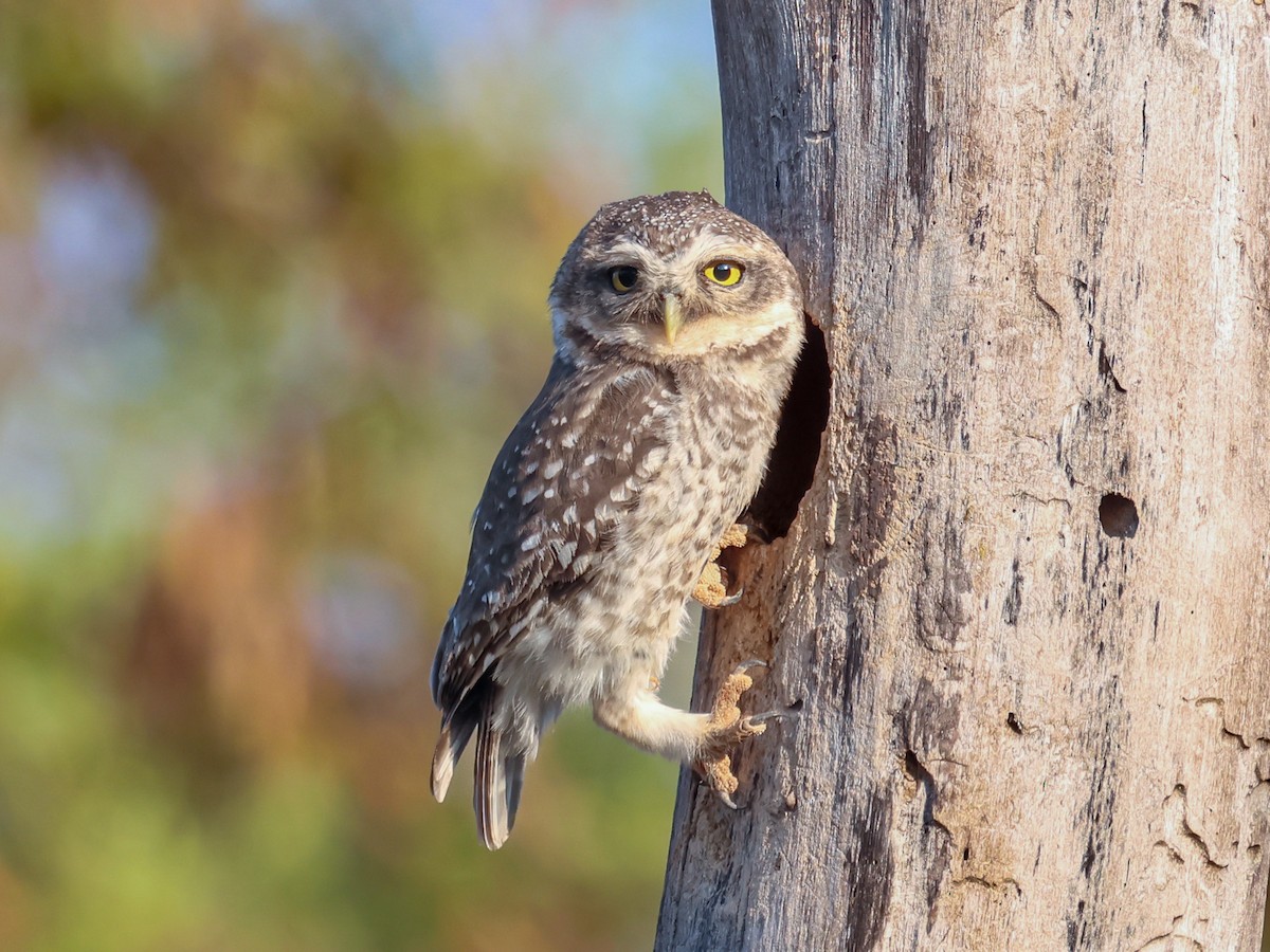 Spotted Owlet - Vikram S