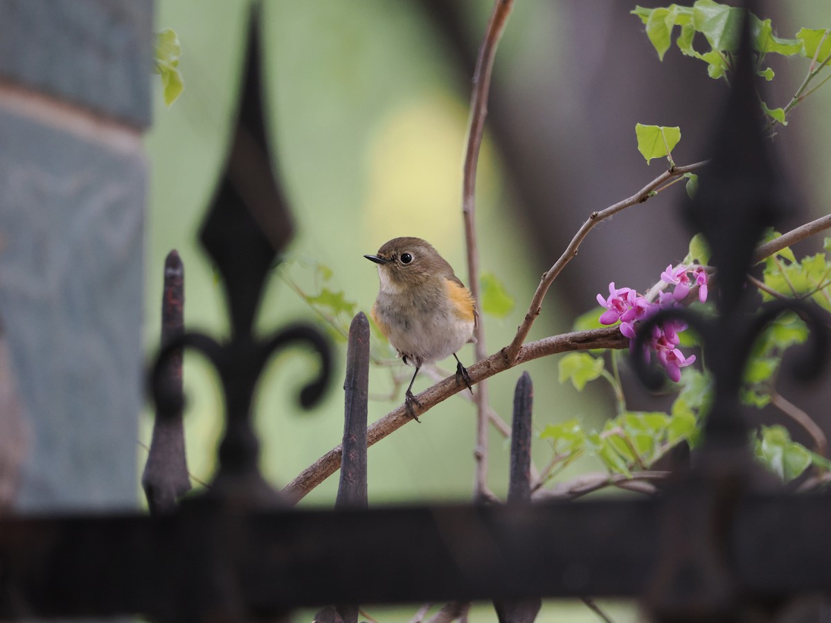 Red-flanked/Qilian Bluetail - ML617124021
