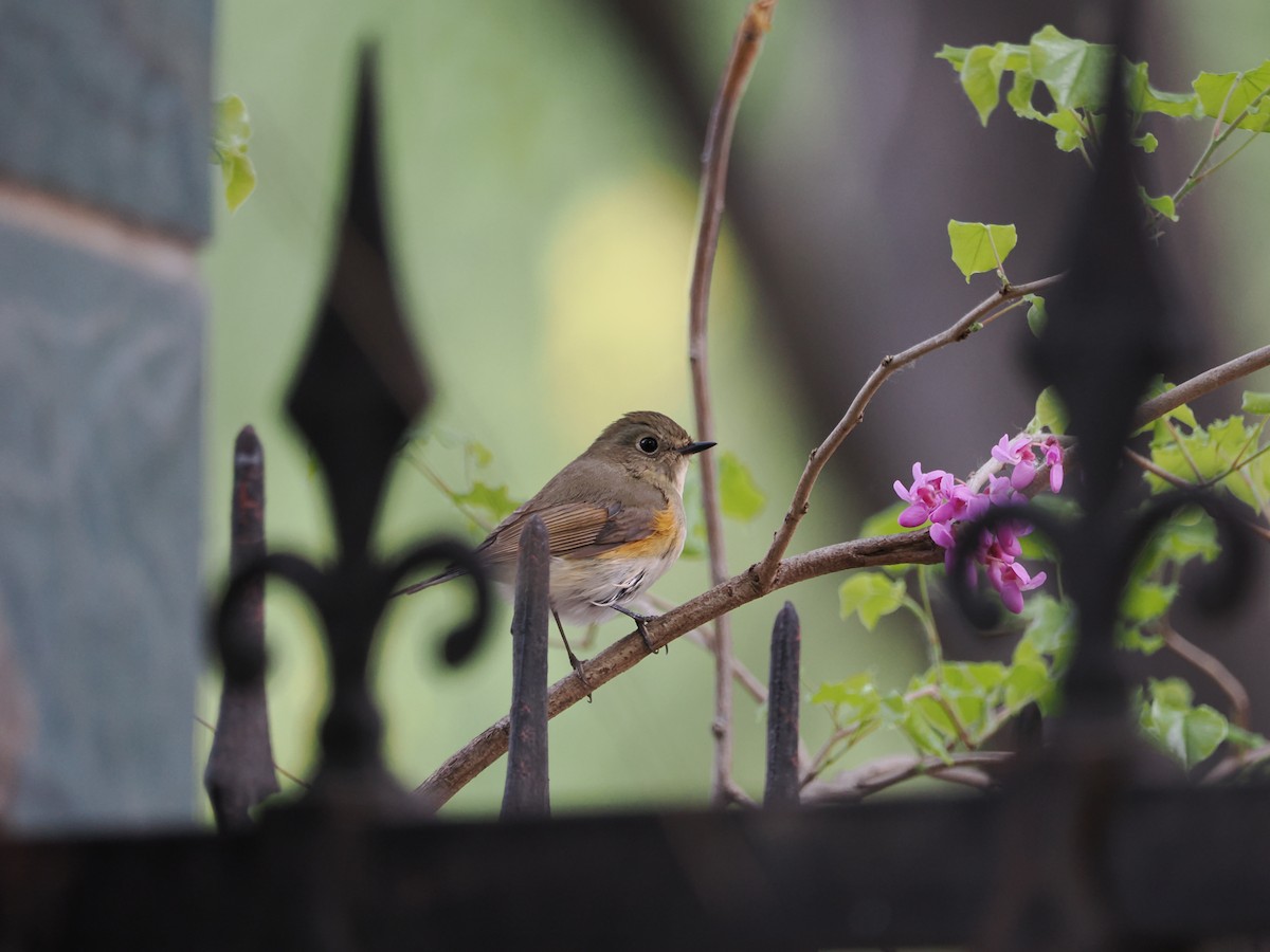 Red-flanked/Qilian Bluetail - ML617124022
