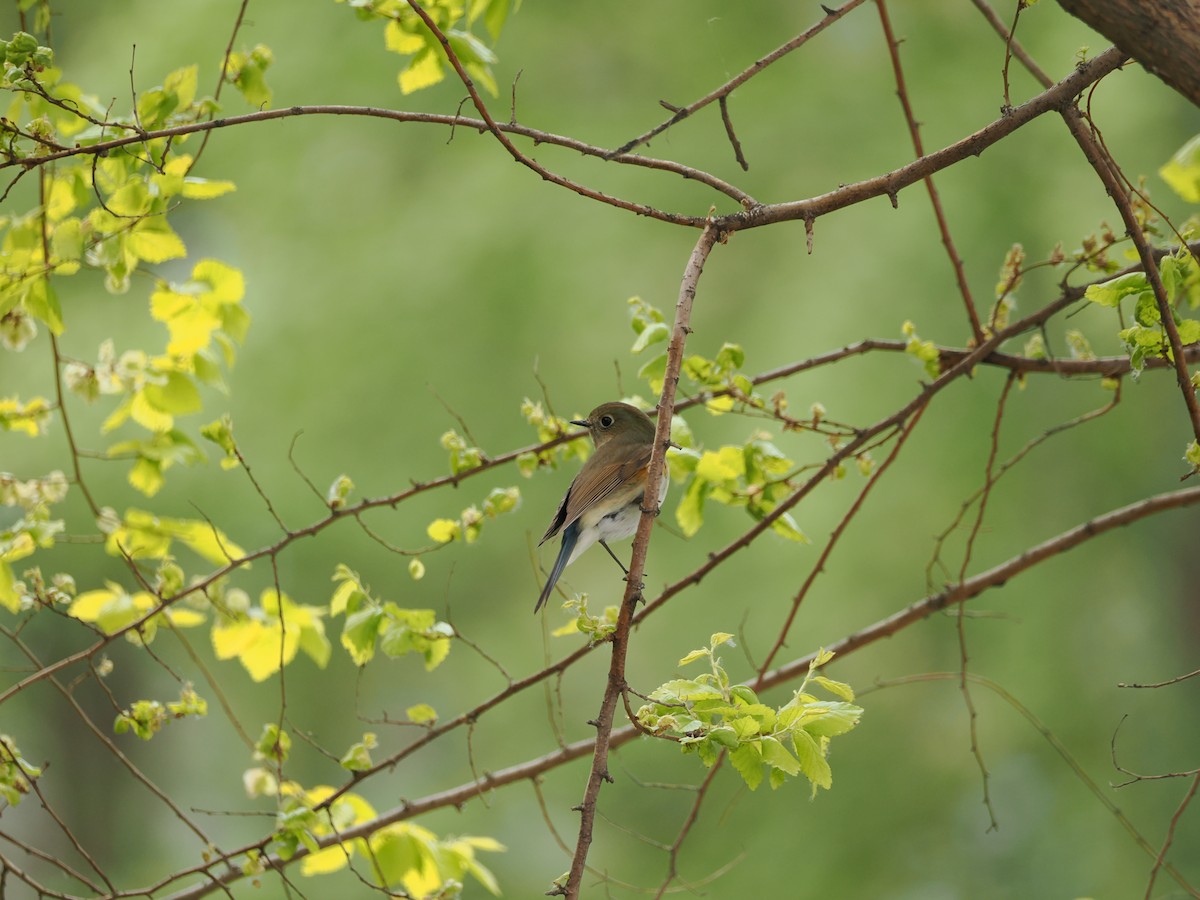 Red-flanked/Qilian Bluetail - ML617124024