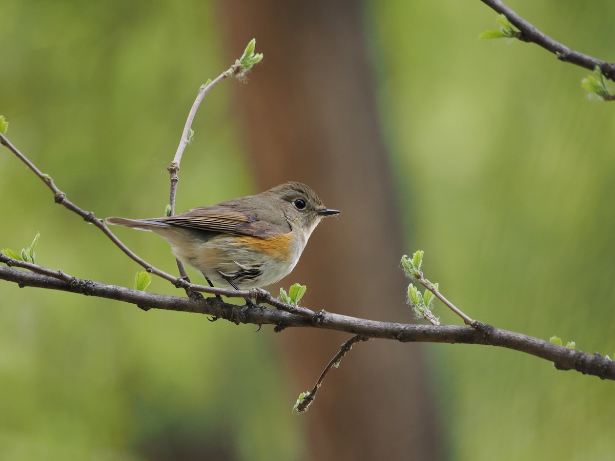 Red-flanked/Qilian Bluetail - ML617124025