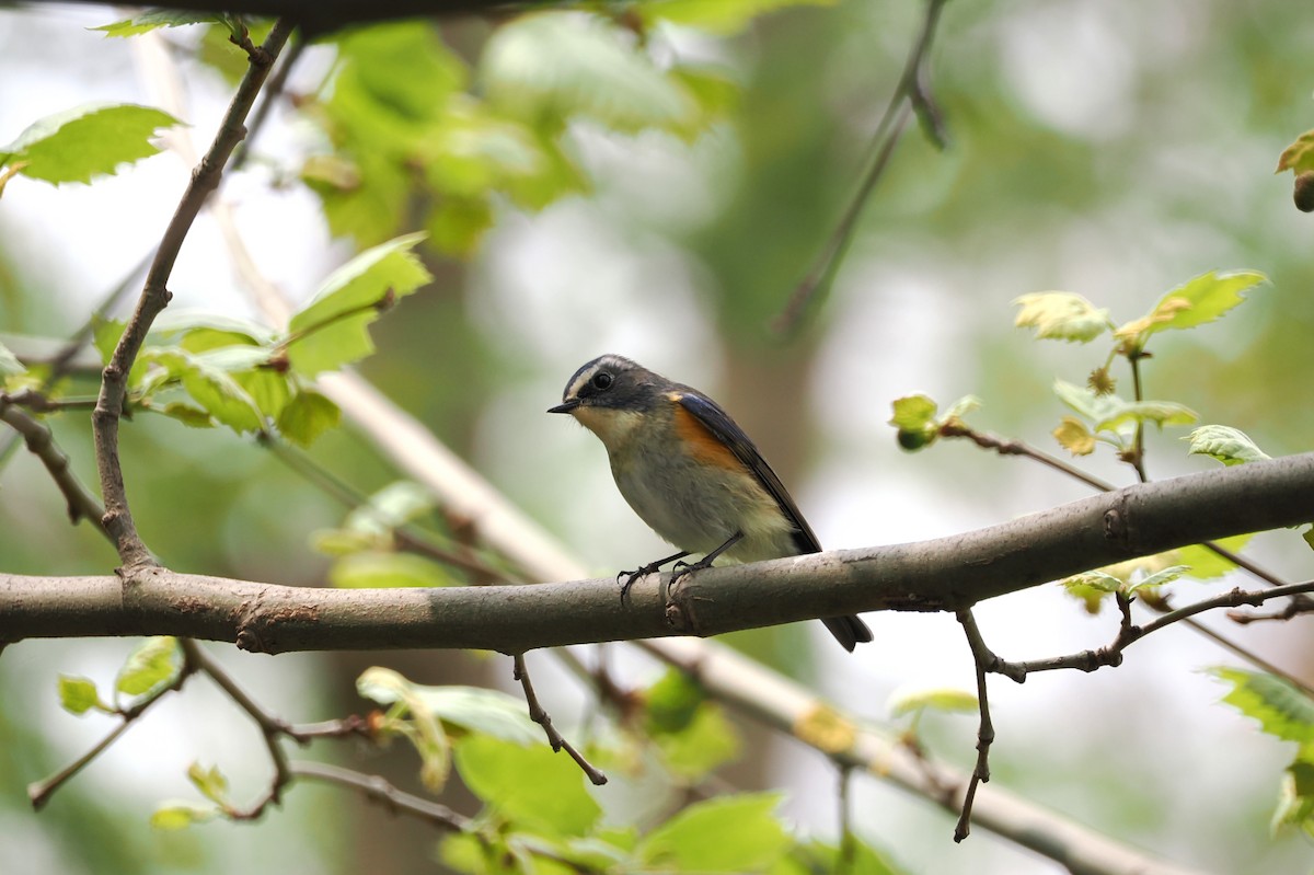 Red-flanked/Qilian Bluetail - ML617124031