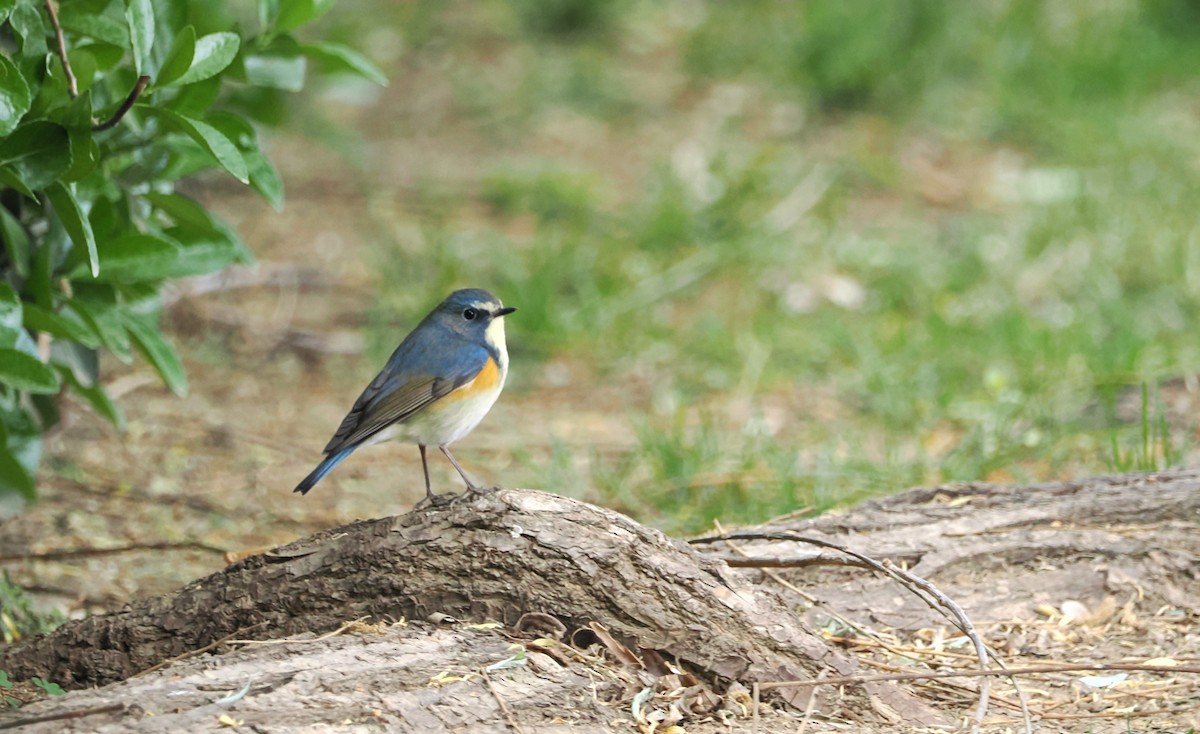 Red-flanked/Qilian Bluetail - ML617124032