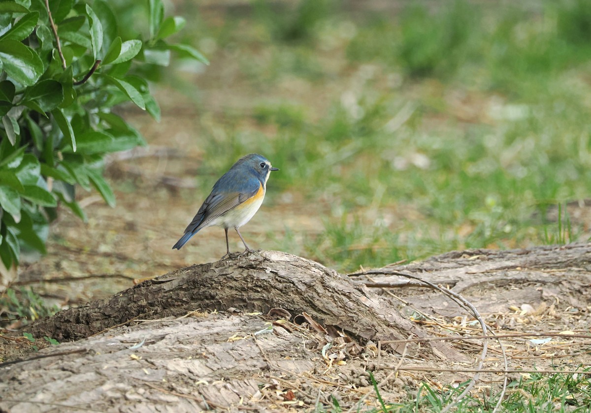 Red-flanked/Qilian Bluetail - ML617124033