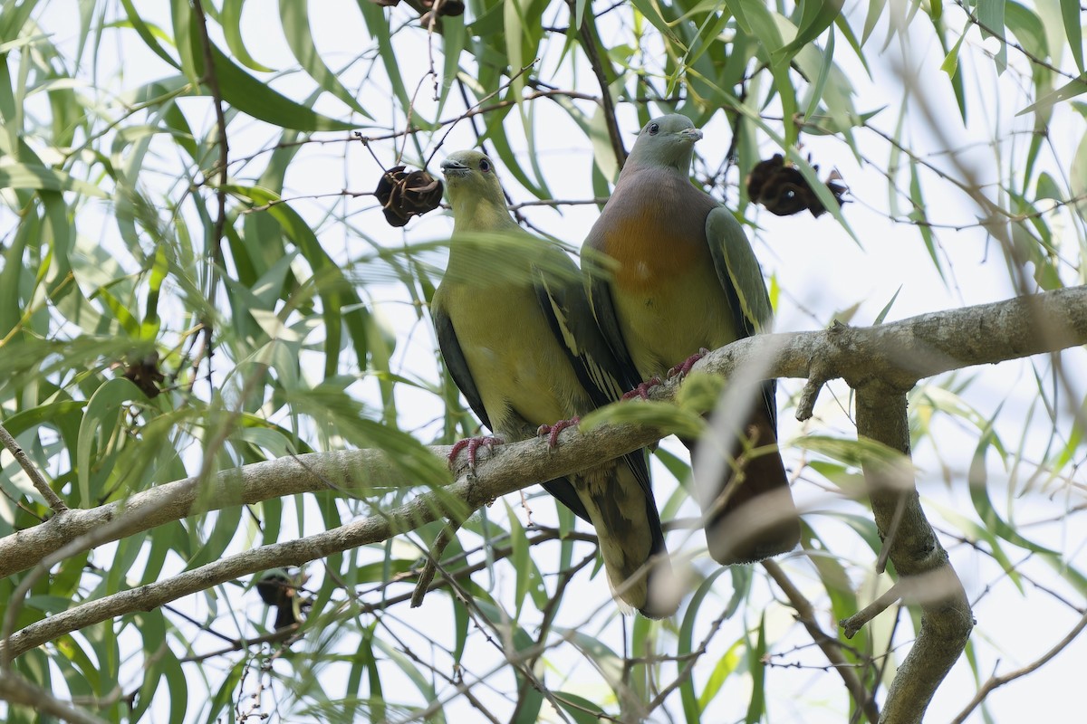 Pink-necked Green-Pigeon - ML617124087