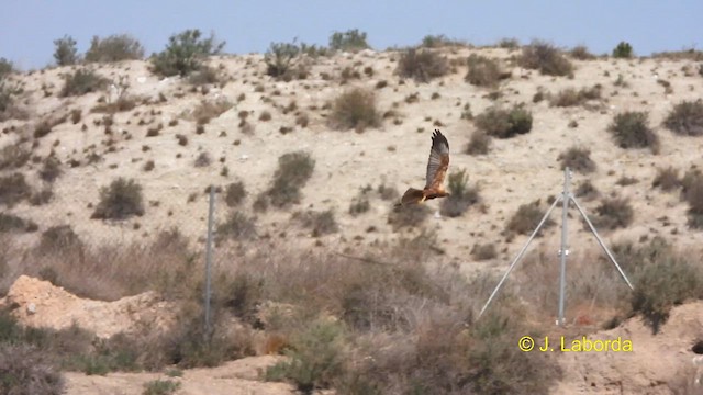 Western Marsh Harrier - ML617124102