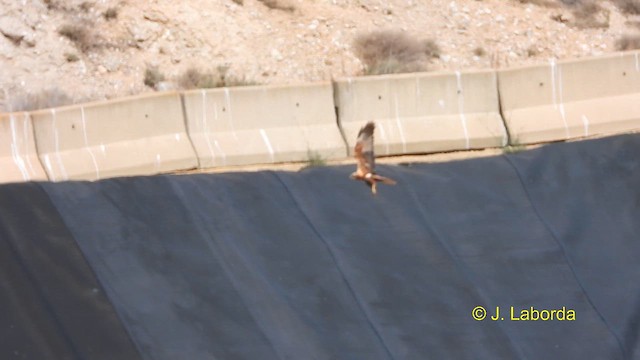 Western Marsh Harrier - ML617124103