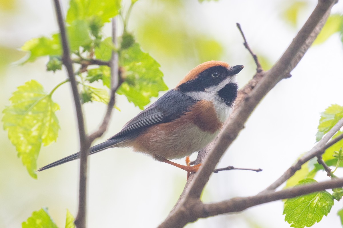 Black-throated Tit (Black-throated) - ML617124105