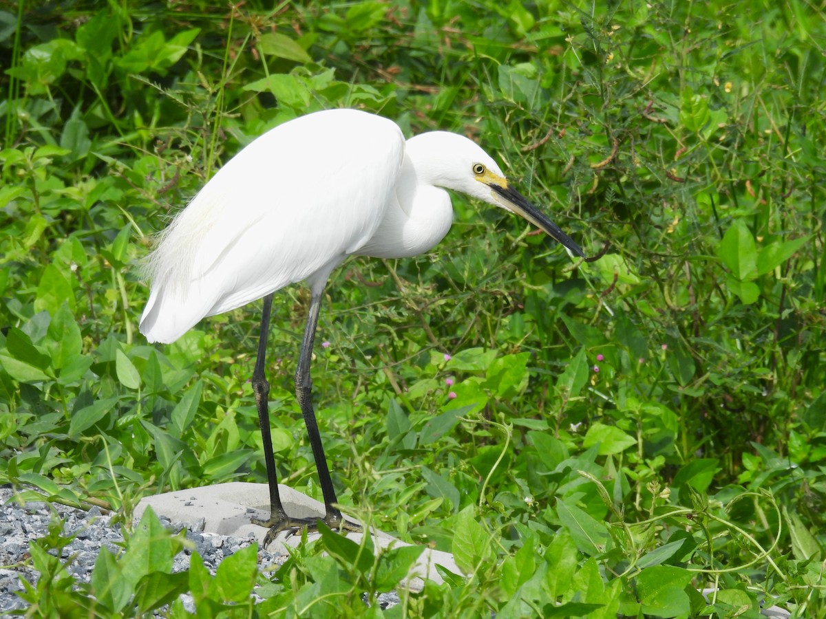 Little Egret - Guy Castley