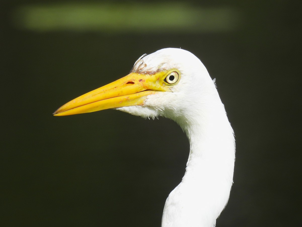 Plumed Egret - ML617124128