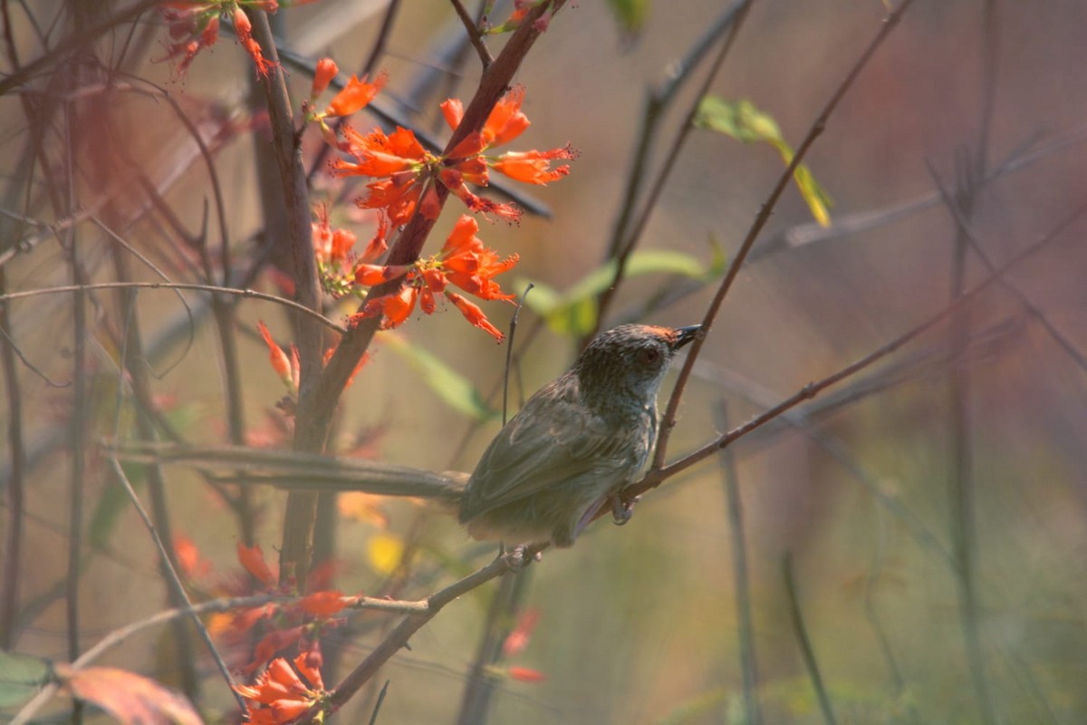 Himalayan Prinia - ML617124134