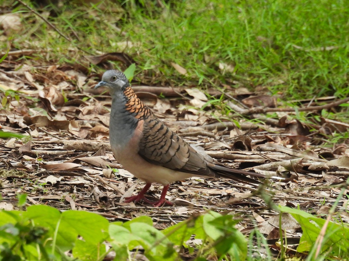 Bar-shouldered Dove - ML617124141