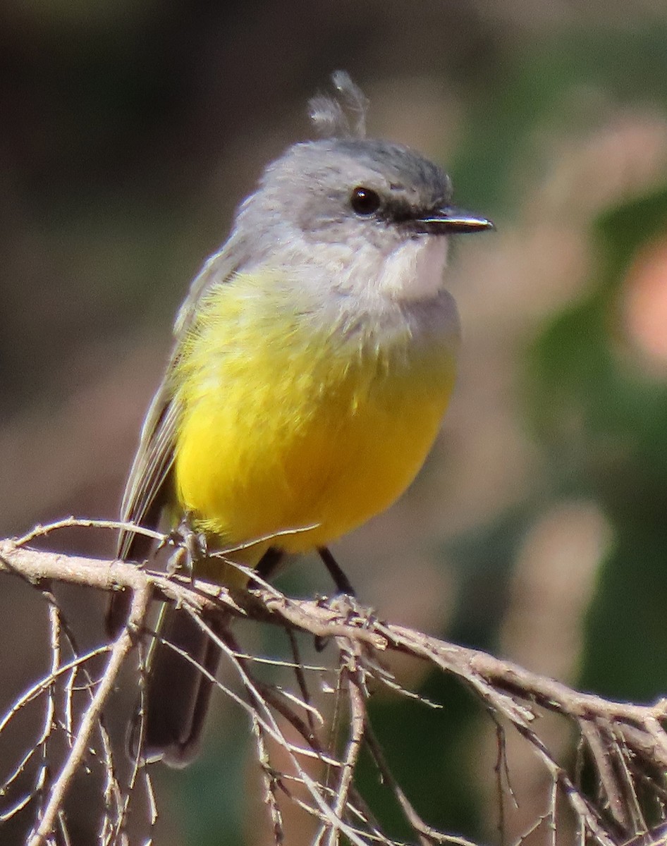 Western Yellow Robin - Peter Taylor (ex Birding SW)