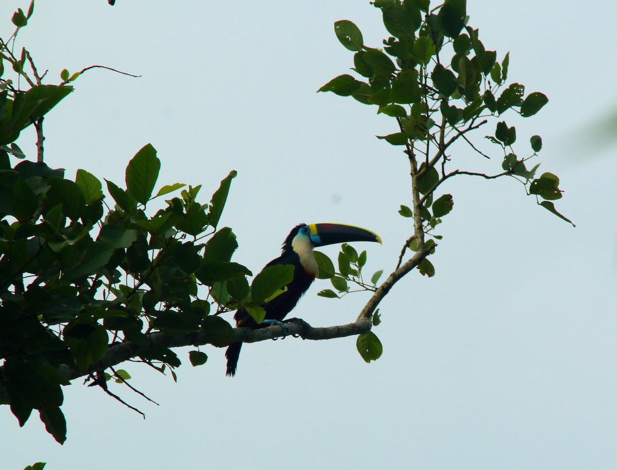White-throated Toucan (Cuvier's) - ML617124259