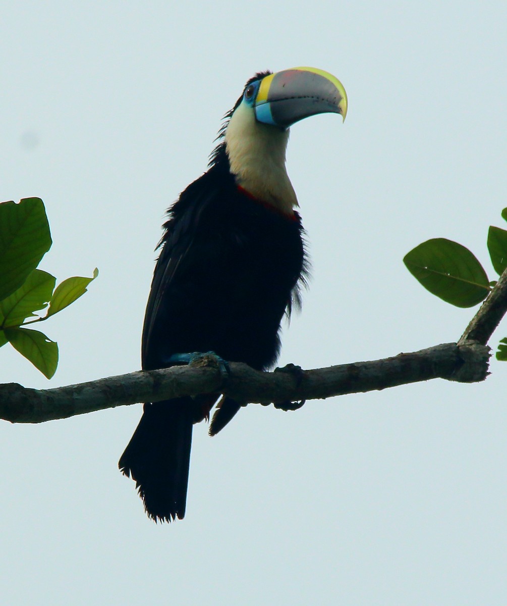 White-throated Toucan (Cuvier's) - ML617124261