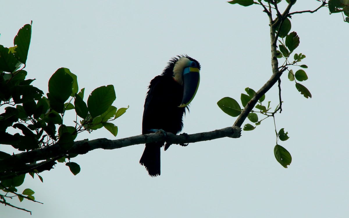 White-throated Toucan (Cuvier's) - ML617124265