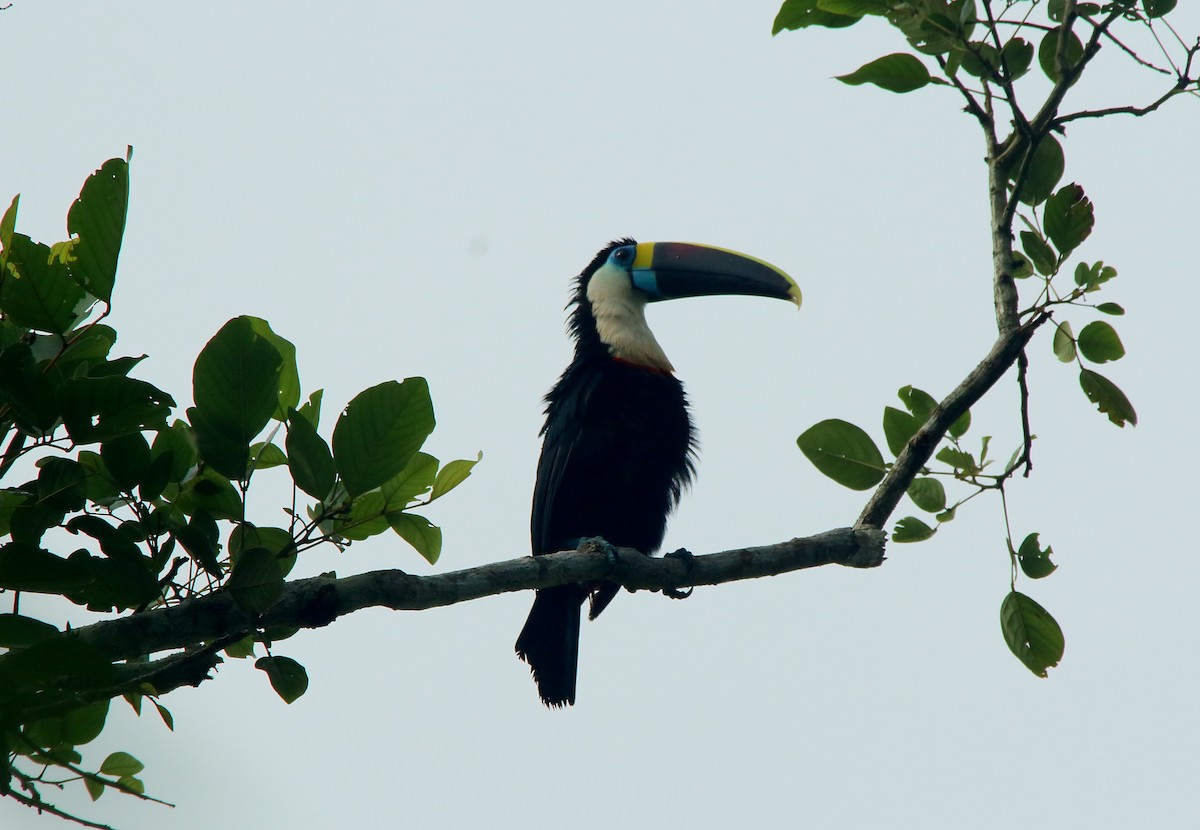 White-throated Toucan (Cuvier's) - ML617124266