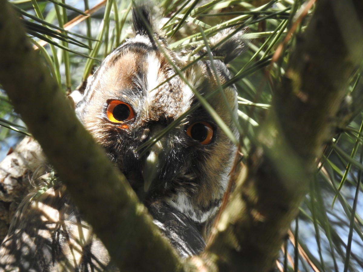 Long-eared Owl - Andrés Alfaro
