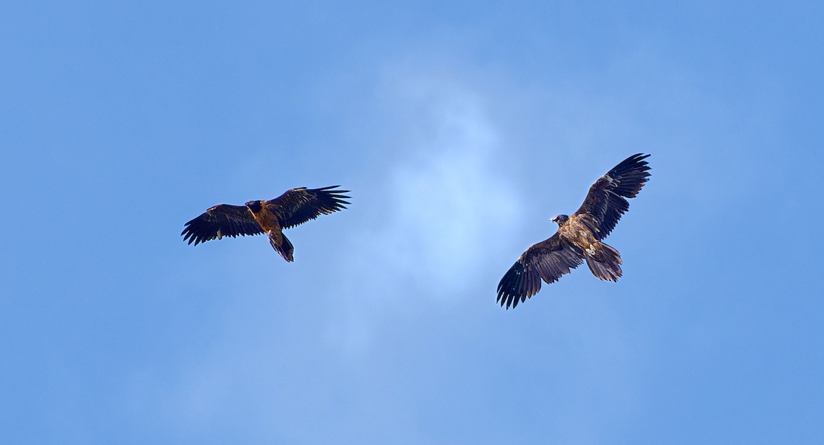 Bearded Vulture - ML617124335