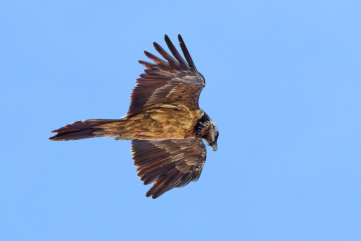 Bearded Vulture - Tomáš Grim