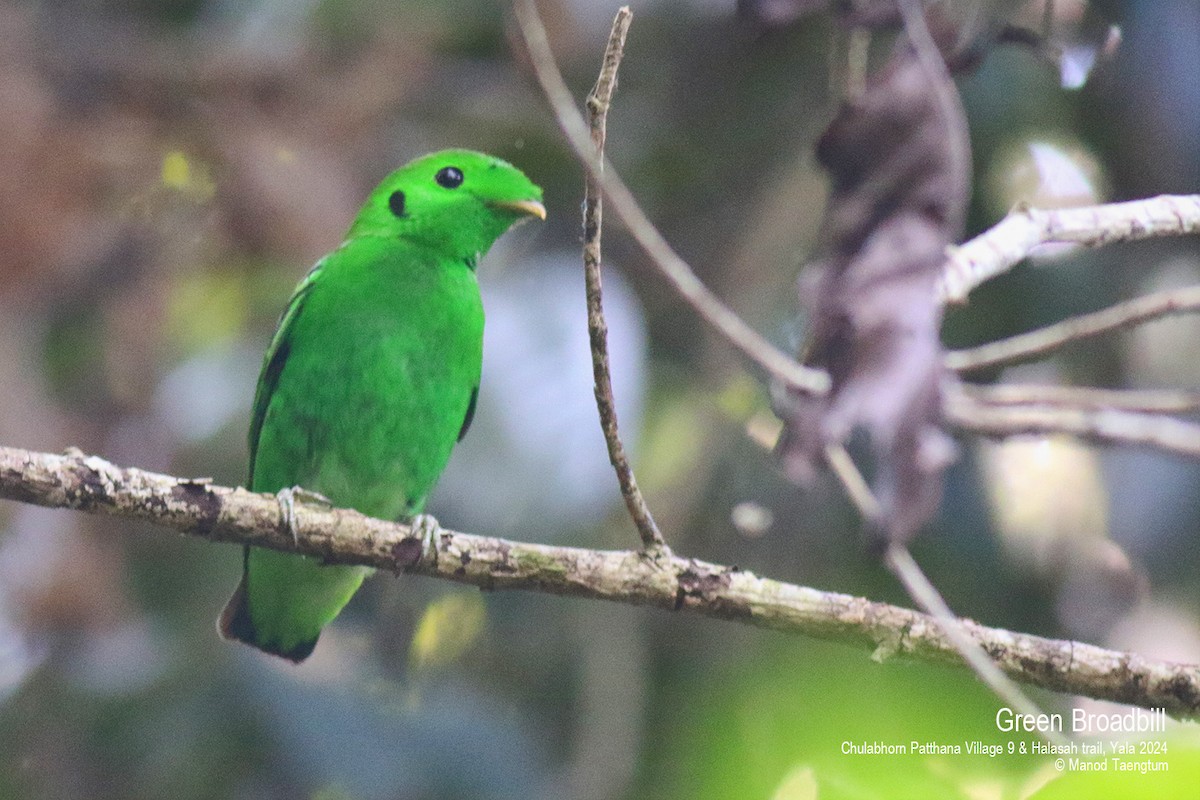 Green Broadbill - Manod Taengtum