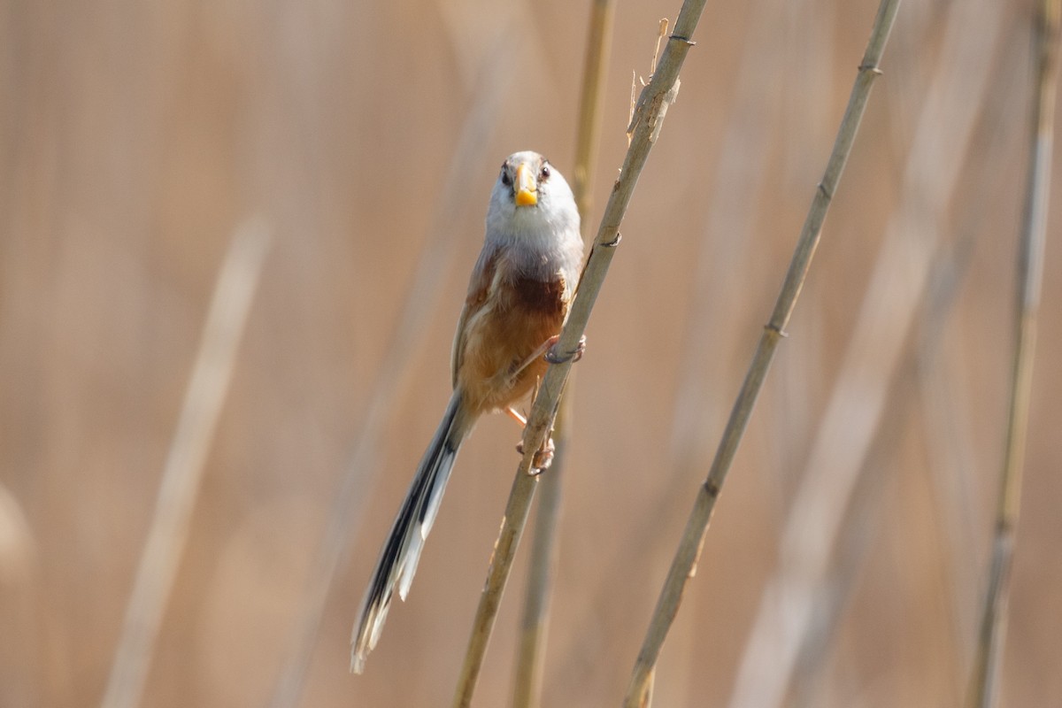 Reed Parrotbill - ML617124386