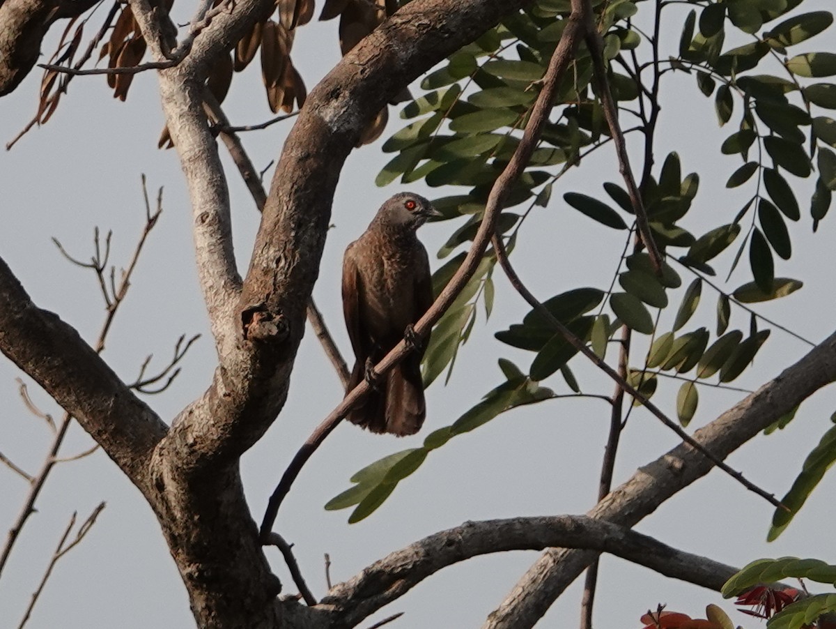 Brown Babbler - ML617124425