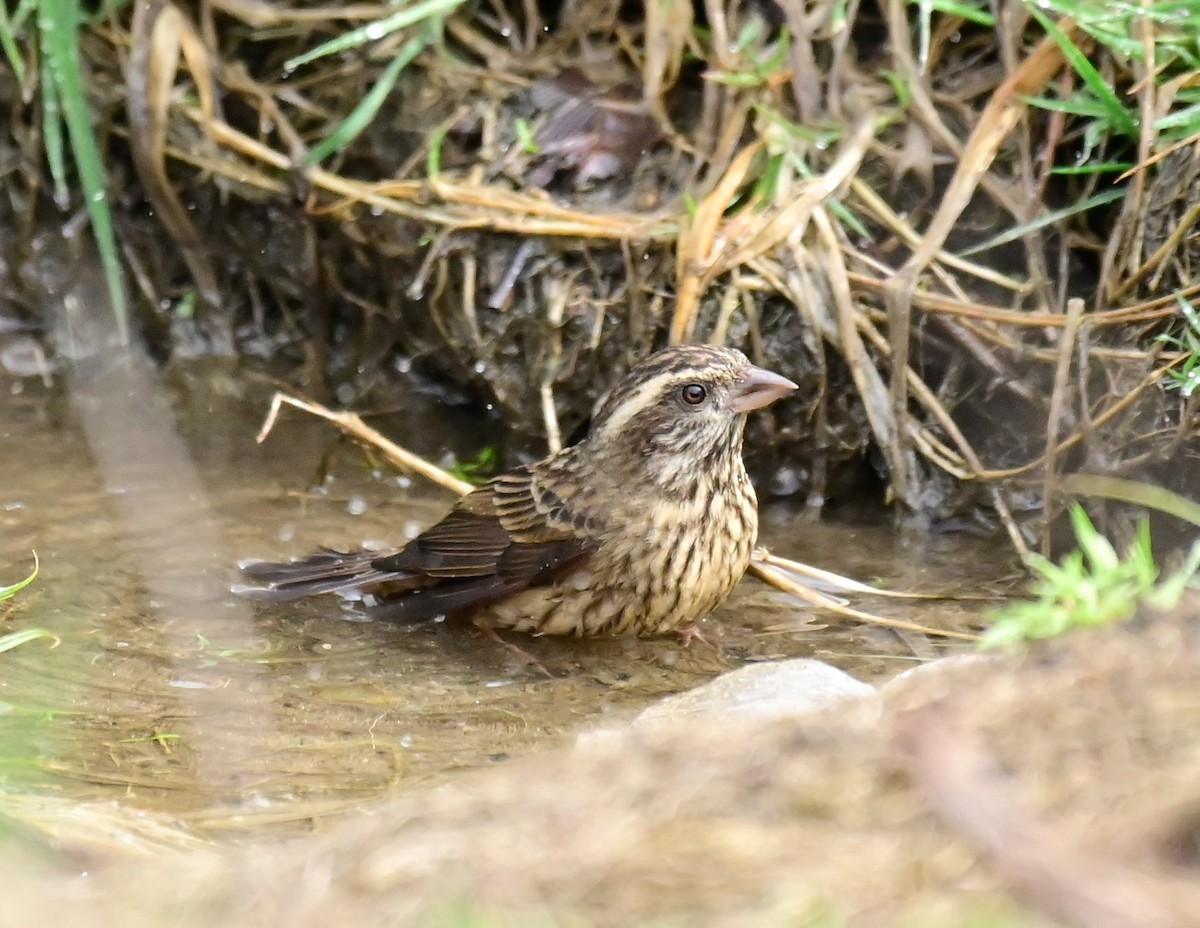 Pink-browed Rosefinch - ML617124426