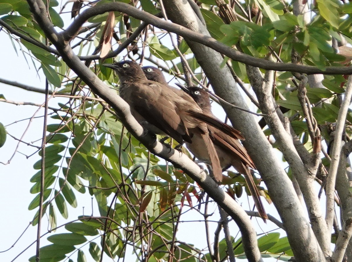 Blackcap Babbler (Dusky-throated) - Peter Yendle