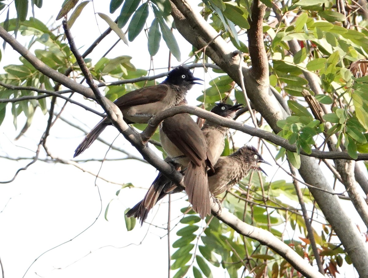 Blackcap Babbler (Dusky-throated) - ML617124428