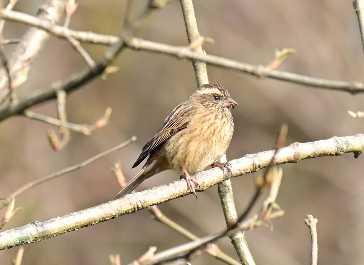 Pink-browed Rosefinch - ML617124433