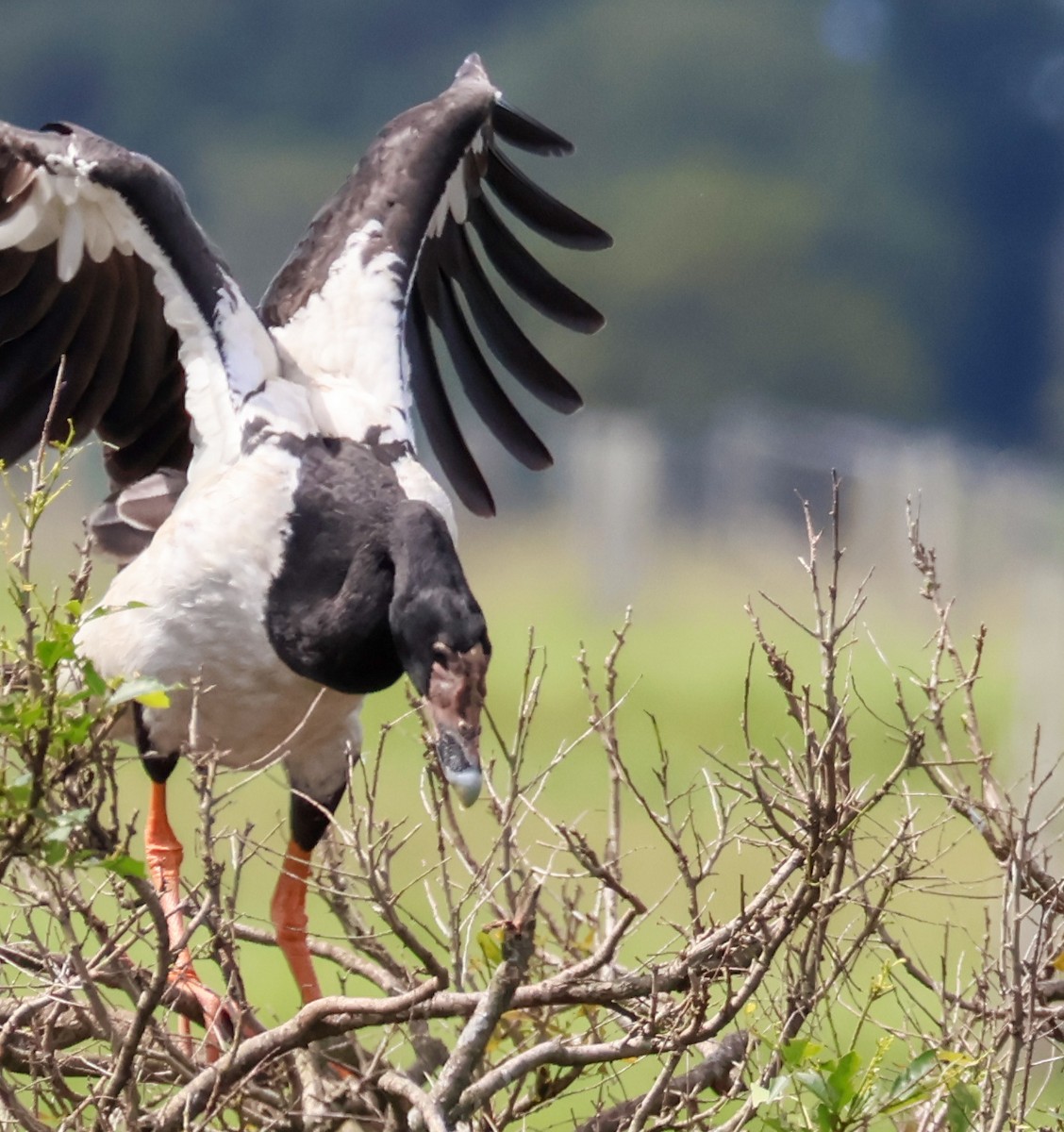 Magpie Goose - ML617124436