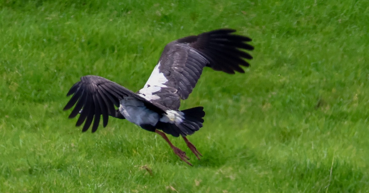 Magpie Goose - ML617124437