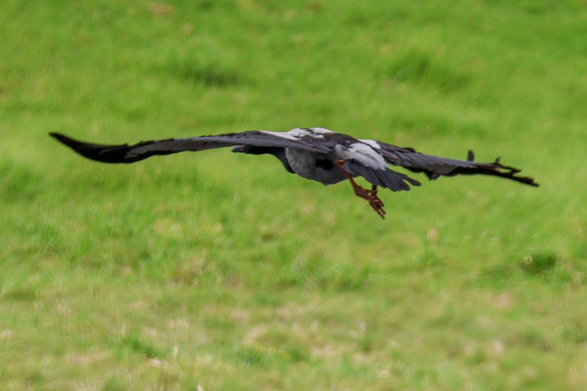 Magpie Goose - ML617124438