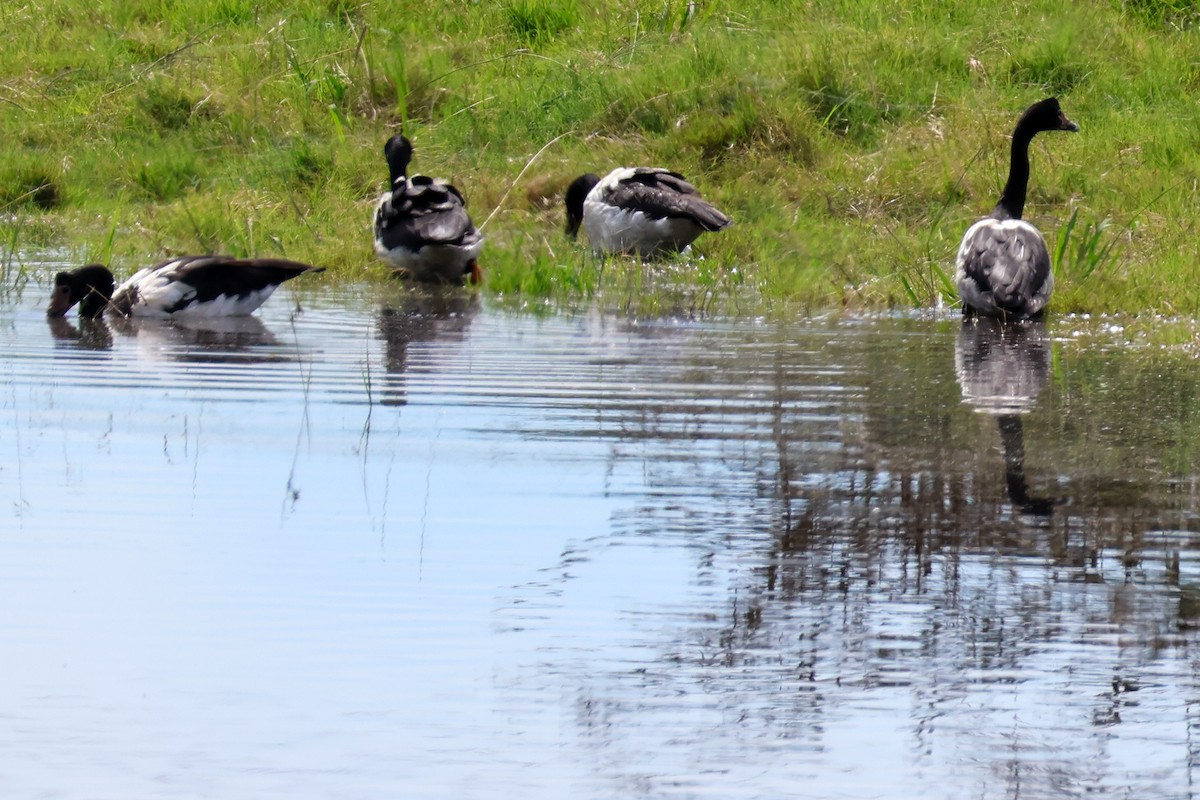 Magpie Goose - ML617124439