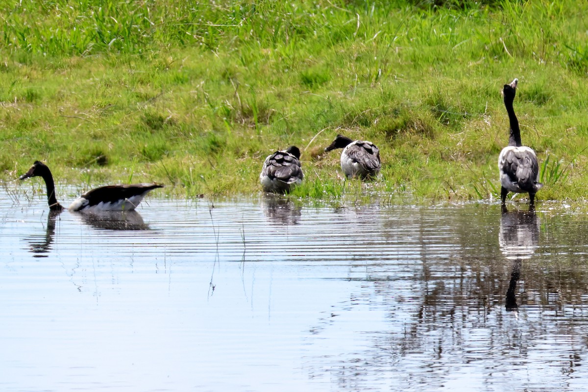 Magpie Goose - ML617124440