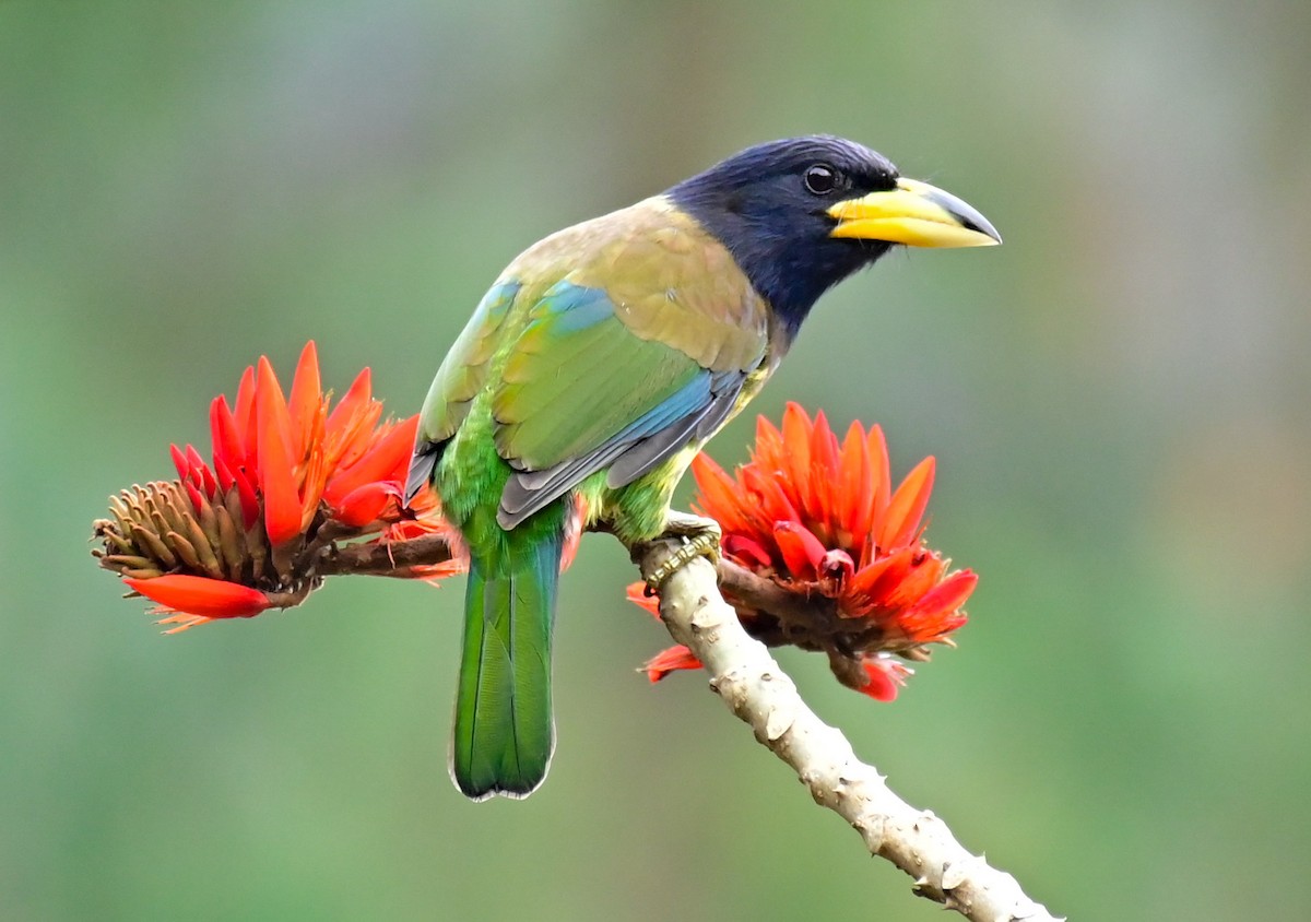 Great Barbet - ML617124460