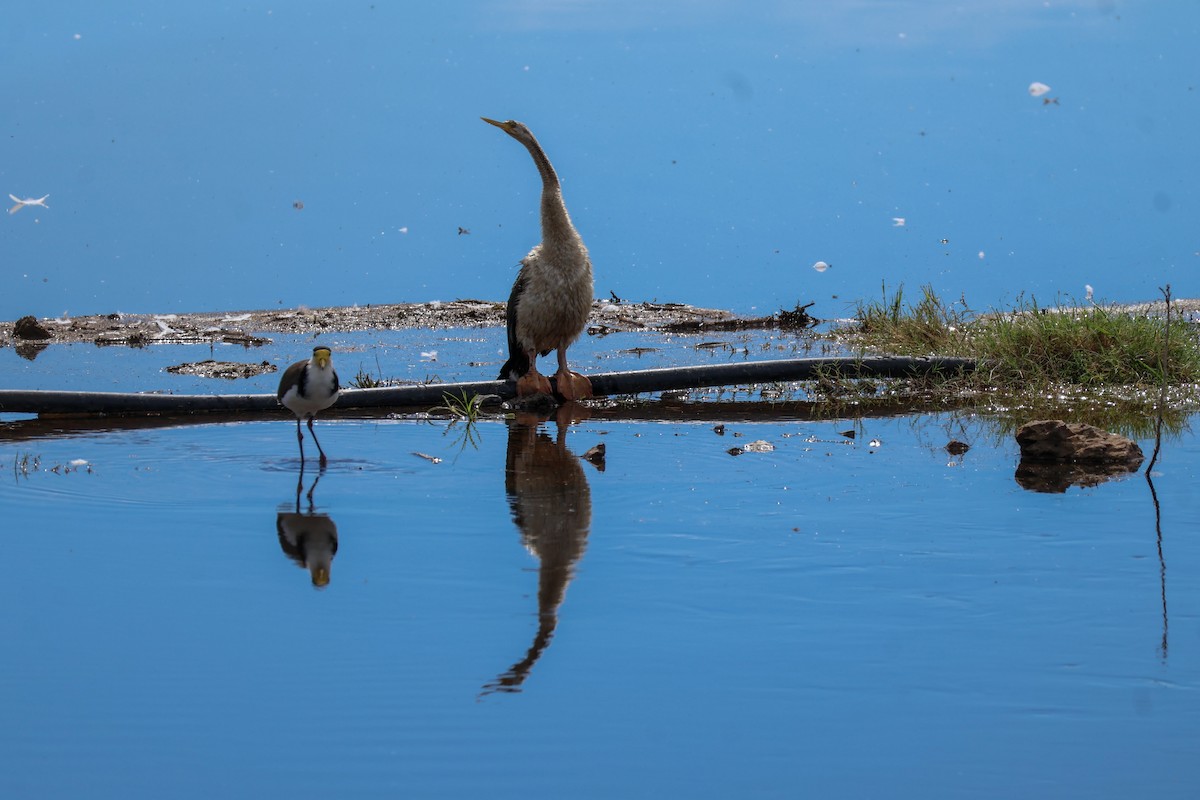 Anhinga d'Australie - ML617124461