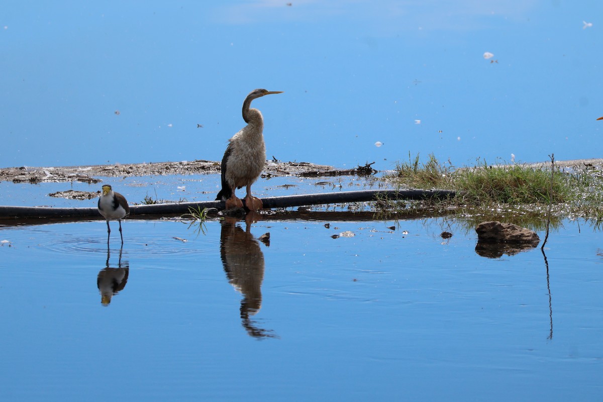 Australasian Darter - Sonia Boughton